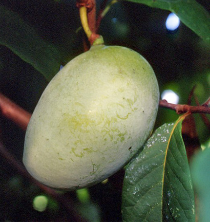 Pawpaw Shenandoah